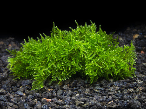 Christmas Moss: Care Guide For The Freshwater Carpet Moss