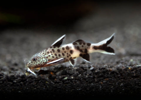 Dwarf Cuckoo AKA Leopard Catfish (Synodontis petricola), Tank-Bred for sale at aquatic arts