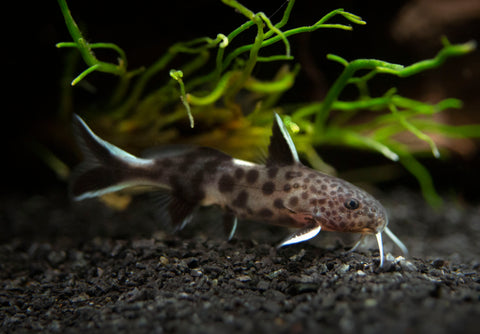 Dwarf Cuckoo AKA Leopard Catfish (Synodontis petricola), Tank-Bred for sale at Aquatic Arts