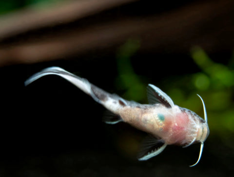 Dwarf Cuckoo AKA Leopard Catfish (Synodontis petricola), Tank-Bred for sale at Aquatic Arts