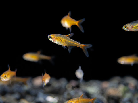 Ember Tetras, known for their fiery red-orange coloration, form stunning shoals in larger numbers. A group of six or more Ember Tetras showcases their vibrant colors and creates a visually striking display as they move together, expressing their social nature.