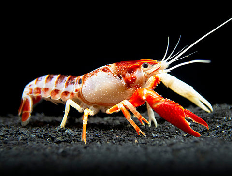 The buzz surrounding this crayfish is due to its incredible red, white, and blue coloration.  All three colors are always included on each and every Ghost Crayfish!  The top of the crayfish is usually a dark, midnight blue.  The head and tip of the tail are scarlet red, while the belly, tail, and legs are milky white with some red highlights.  The claws are typically red, although they are sometimes a mix of white and red.  Juvenile specimens are mostly white and have not yet reached their full color potential, but the red and blue colors will appear and greatly intensify with each molt as the crayfish matures over the course of 2 to 6 months. 