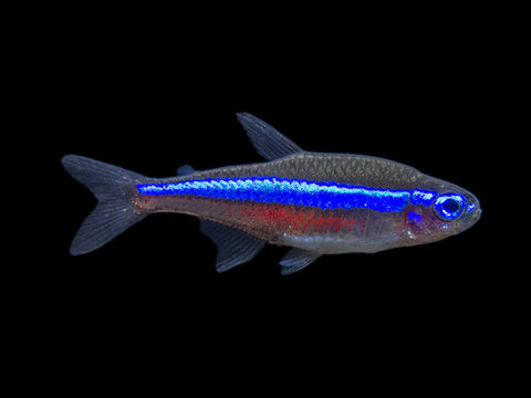 Green Neon Tetras tank bred for sale at Aquatic Arts