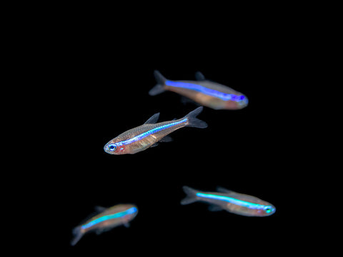 Green Neon Tetras tank bred for sale at Aquatic Arts