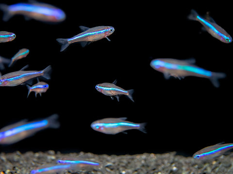 Green Neon Tetras tank bred for sale at Aquatic Arts