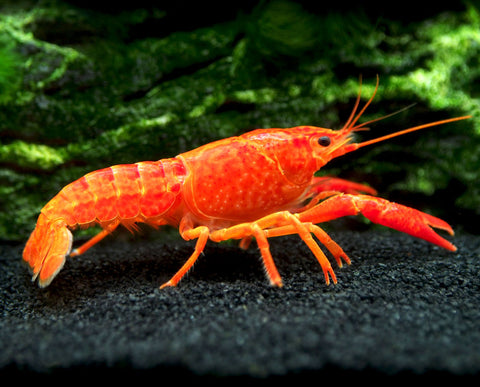 The Neon Red/Orange Tangerine Crayfish's bright red/orange coloring is sure to make this beautiful animal the centerpiece of your aquarium!  This crayfish is a vividly colorful variant of the similar species of the Electric Blue Crayfish (Procambarus alleni).  This crayfish is also commonly known as the Orange or Tangerine Lobster, though true lobsters do not exist in freshwater.  This species originates from the Southeastern United States but all of our specimens are tank-raised. Like most Procambarus species, the Neon Red Crayfish reaches maturity very quickly and breeds easily in the aquarium.  In fact, many of our specimens have bred in our tanks at our facility! 
