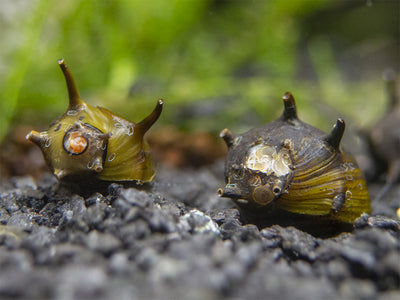 🆓🆓🆓Free red red ramshorn snail this - Exquisite Fishes