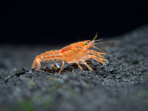 CPO Crayfish feature a beautiful and eye-catching fiery orange coloration that will add a burst of color to your tank!  Dwarf crayfish like these are one of our favorite invertebrates here at Aquatic Arts.  They are much larger in size than dwarf shrimp when fully grown (they can grow up to 1.6 inches long) and tend to live much longer, but are still small enough to comfortably live in a tank as small as 5 gallons.  They are one of the most brightly colored varieties of invertebrates we offer, and their large size draws the eye right to them.  Additionally, they are easy to care for, and their feeding requirements are simple - they feed on leftover food or almost any kind of fish food.