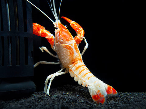 We are pleased to now offer the Orange Ghost Crayfish (an extremely rare color morph of Procambarus clarkii), also known as the Firecracker Crayfish, another one of the most beautiful freshwater crayfish available anywhere in the world.  It has never regularly been available in the United States...until now!   As with the original Ghost Crayfish, we are proud to be among the first stores to offer this unique crayfish in the US.    The buzz surrounding this crayfish is due to its incredible orange and white coloration. Each specimen has a unique and complex marbled pattern of neon orange and bright white.  We ship these out as 1+ inch juveniles that have not yet reached their full color potential, but the coloration will greatly intensify with each molt as the crayfish matures over the course of 2 to 6 months.   Though most crayfish are often reclusive by nature, this particular crayfish is very active by comparison and spends plenty of time exploring the floor of the aquarium in search of food.  The Orange Ghost Crayfish is an omnivorous scavenger and will eat most any meaty or plant-based foods.  This crayfish should not be kept with ornamental live plants as it will eat them at a surprising rate. It is a skilled climber, so extra care must be taken to ensure that it does not escape its enclosure.