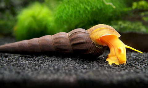 Orange rabbit snails for sale at aquatic arts