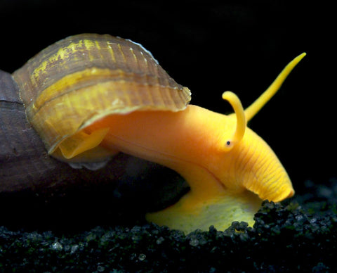 giant rabbit snails for sale at aquatic arts