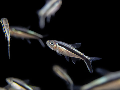 penguin tetra freshwater community shoaling fish for sale at aquatic arts