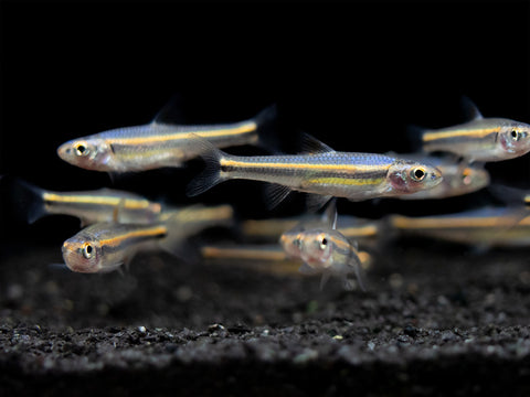 rainbow shiners are a great community fish for sale at Aquatic Arts