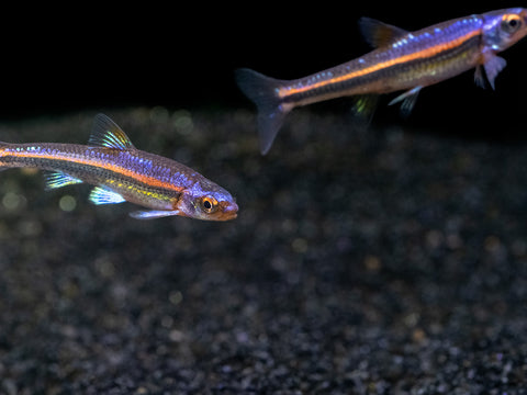 Rainbow Shiners are best kept in schools for sale at Aquatic Arts