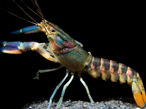 The Red Cheek Crayfish (Cherax boesemani) is an extremely rare color variant of the Supernova AKA Papua Blue Marble/Blue Moon Crayfish. It is an exceptionally colorful variation of its species and is native to West Papua New Guinea. Various shades of pink, burgundy, and deep blue are distinctly shown on this crayfish.