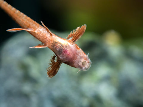 Red Lizard Whiptail Catfish diet of algae wafers, sinking pellets, boiled vegetables for sale at Aquatic Arts,
