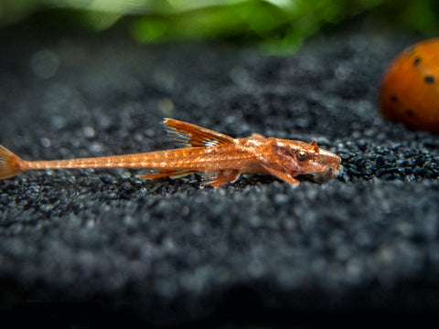 Red Lizard Whiptail Catfish grow to be 4.4 inches as adults for sale at Aquatic Arts