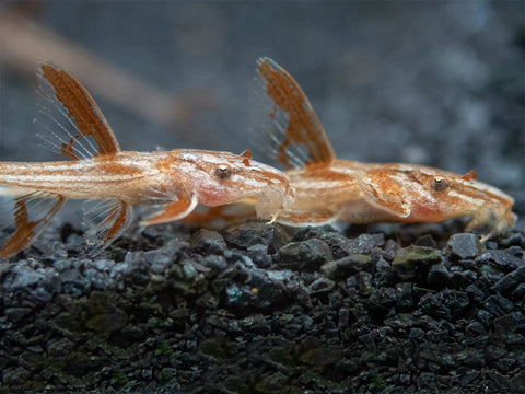 Red Lizard Catfish live great in community aquariums with other compatible species for sale at Aquatic Arts