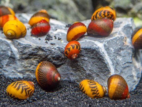 The Red Racer and Gold Racer Nerite Snail Combo contains a mix of color and patterns of the rare and beautiful Vittina waigiensis 