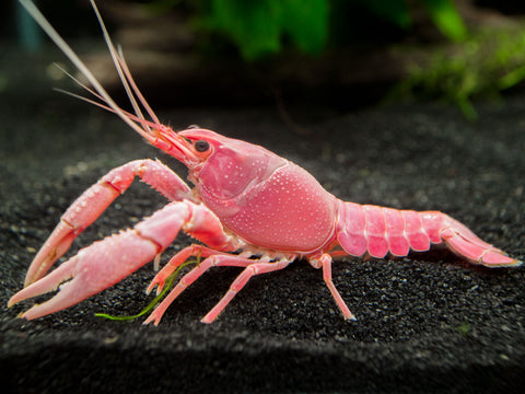 Aquatic Arts is extremely proud to offer an incredible new color morph of the Procambarus clarkii crayfish: Pink Sakura! We did not develop this impressive morph, but we have started a breeding project with this magnificent new variety in-house. We hope to offer our very own lines in the near future.   Though most crayfish are often reclusive by nature, this particular crayfish is very active by comparison and spends plenty of time exploring the floor of the aquarium in search of food.  The Pink Sakura Clarkii Crayfish is an omnivorous scavenger and will eat most any meaty or plant-based foods.  This crayfish should not be kept with most ornamental live plants, as it will eat them at a surprising rate. Some more rigid plants (such as Coral Moss) that are difficult to eat, however, can sometimes be kept with this crayfish.