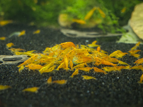 The coloration of shrimp can be influenced by their diet to some extent. Foods rich in carotenoids, like certain fruits and vegetables, can potentially enhance the coloration of shrimp. Carotenoids are pigments found in various foods such as carrots, paprika, and some greens like spinach and kale. These pigments might contribute to brighter or more vibrant colors in shrimp.