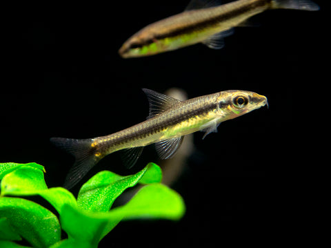 The Siamese Algae Eater (Crossocheilus siamensis) is a longtime favorite in the aquarium hobby due to its active nature and its voracious appetite for various types of nuisance algae, including pesky black beard algae. It is a mostly herviborous fish that is gregarious as a juvenile, but is shoaling (rather than schooling) as an adult. As it matures, a distinct hierarchy develops within a group of this species, and stress and aggression are likely when the group contains less than 6 specimens
