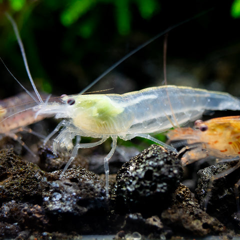 Snow Amano Shrimp: Distinguished by its translucent white coloration, a unique variant among other Amano shrimp types sold at Aquatic Arts