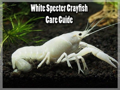 White Specter Crayfish - Care Guide – Aquatic Arts