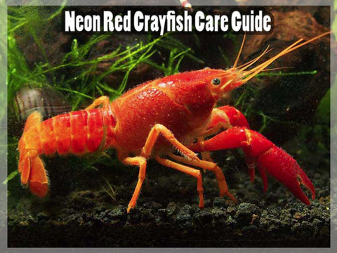Neon Red Crayfish - Care Guide – Aquatic Arts