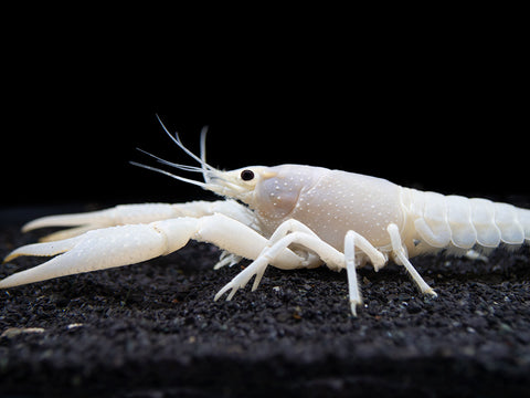 The exotic, ivory white coloring of this crayfish will surely make this beautiful animal the centerpiece of your aquarium!  The White Specter Crayfish is a beautiful white variant of the similar species of the Electric Blue Crayfish (Procambarus alleni).  This crayfish is also commonly known as the Vanilla Crawfish or Vanilla Lobster, though true lobsters do not exist in freshwater.  This species originates from the Southeastern United States but all of our specimens are tank-bred.