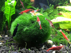 Marimo Moss Balls Care Sheet: Aquarium Requirements, Propagation