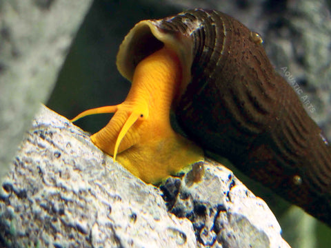 Orange giant sulawesi snails for sale at aquatic arts