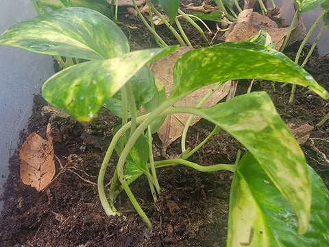 Green Elegance: Household and Terrarium Favorites like Pothos Thrive with a Touch of Mulm, Unleashing a Wealth of Nutrients for Lush Growth