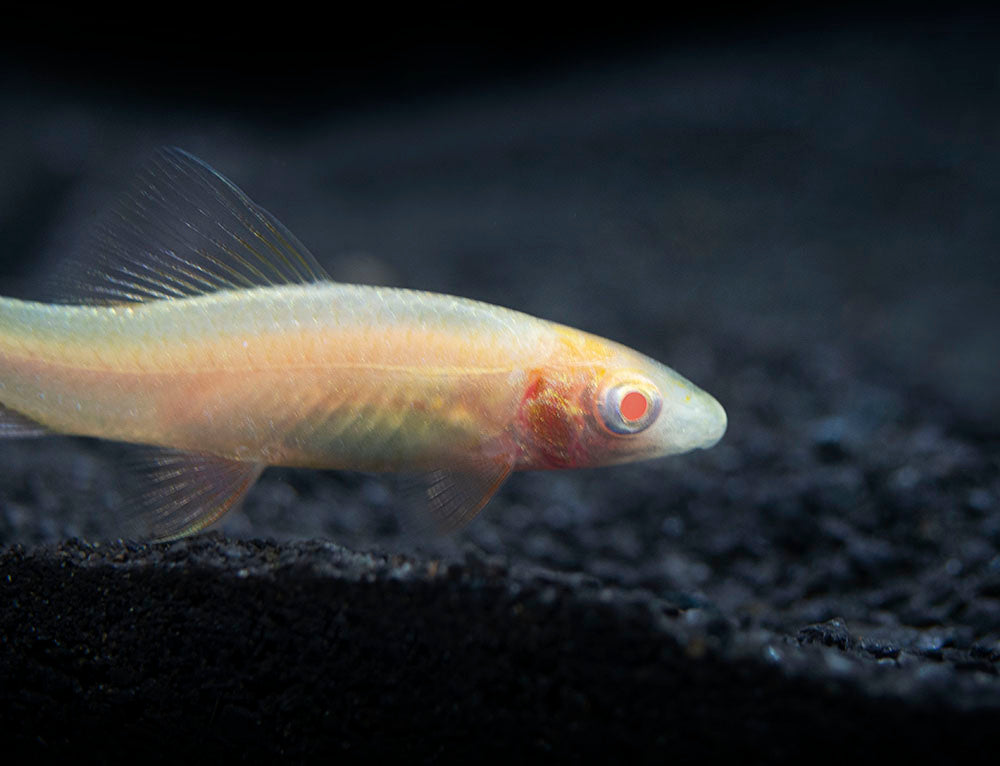 albino rainbow shark