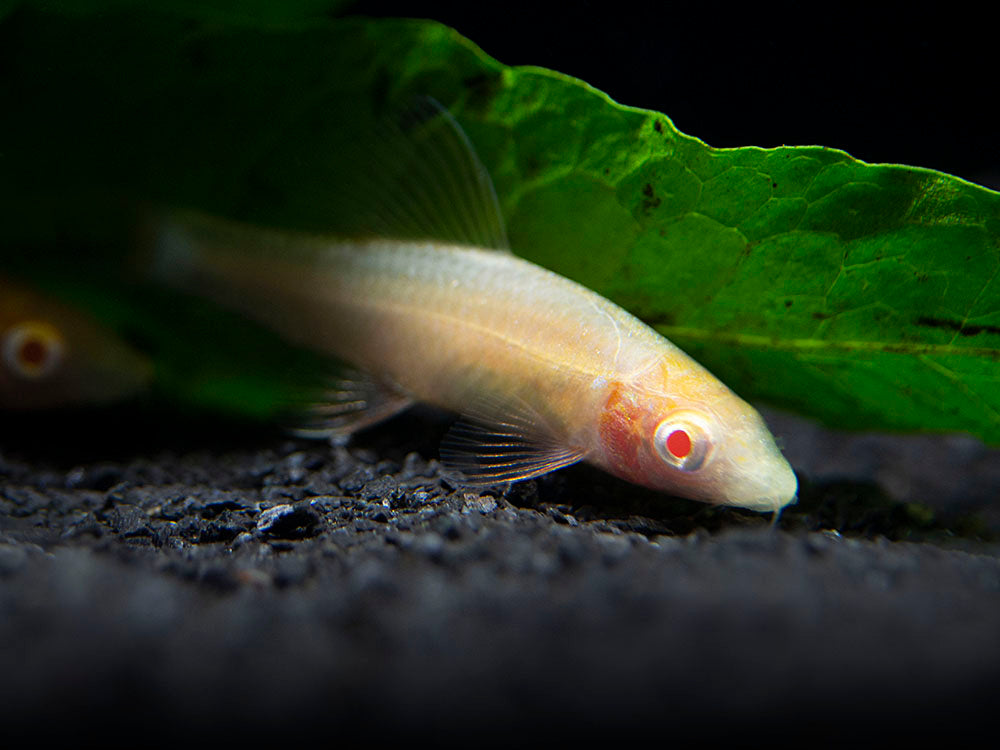 albino rainbow shark