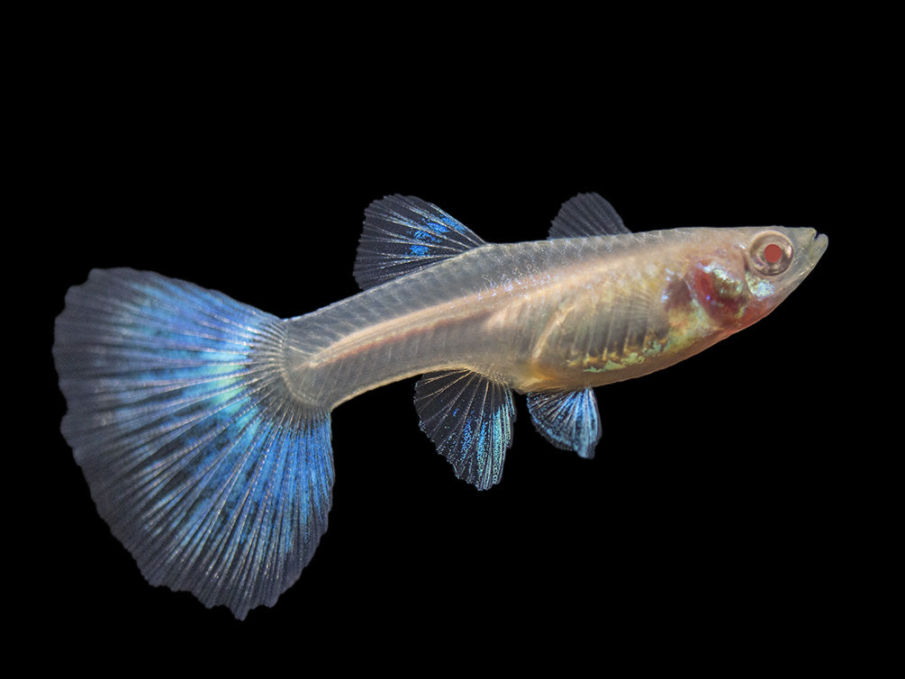 golden pomfret fish in chinese