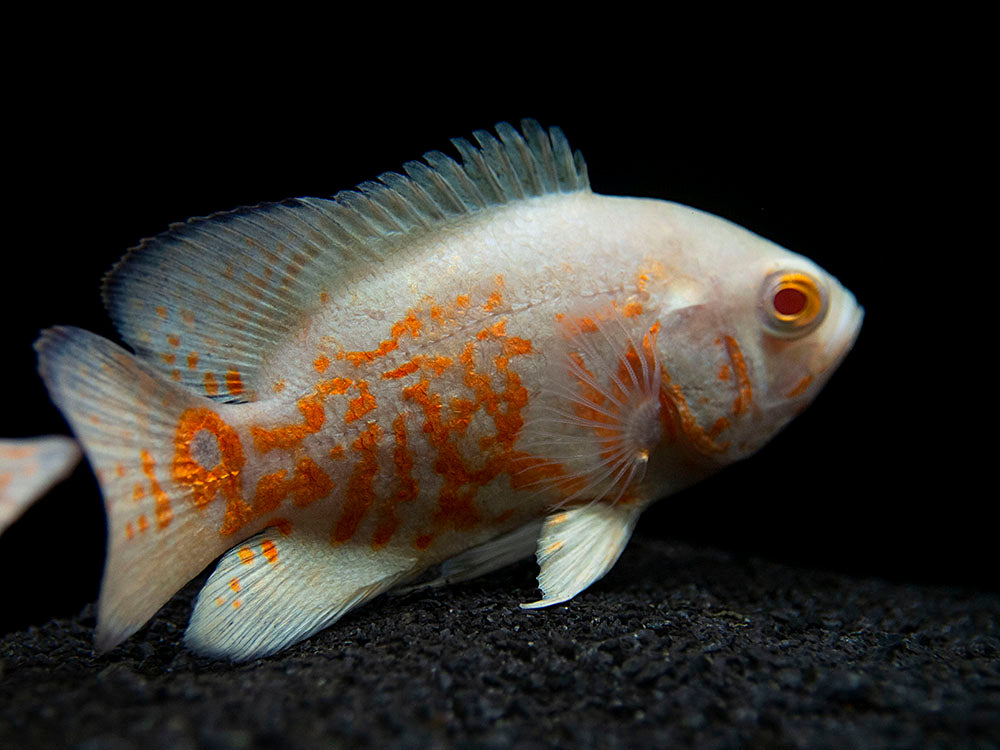 arowana aquarium