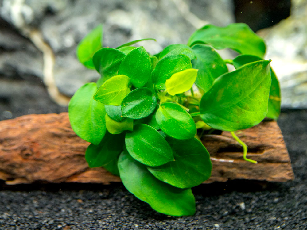  Petite  Anubias  nana on 3 to 6 inch Driftwood Aquatic Arts