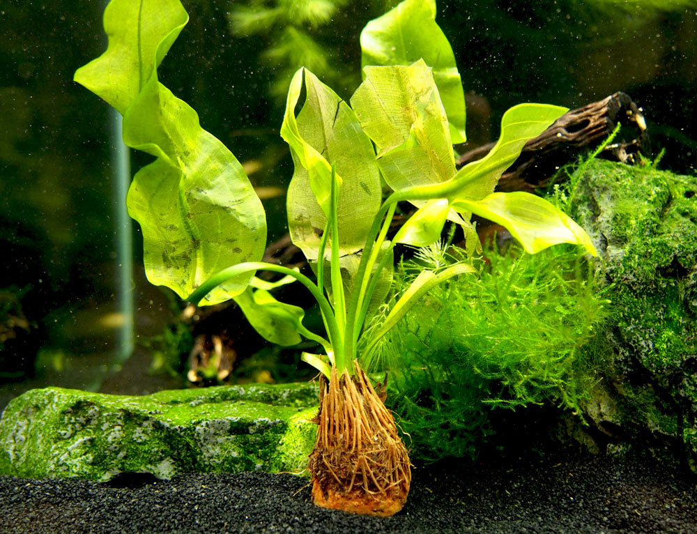 Aponogeton ulvaceus, bulb with plant - Aquatic Arts on sale today for
