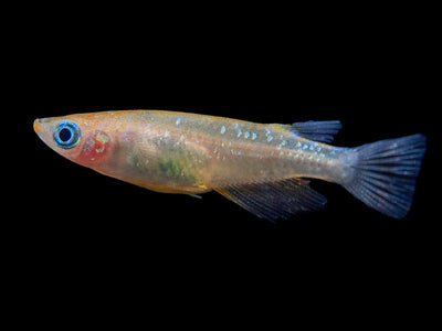 White Cloud Mountain Minnow (2.5 CM)