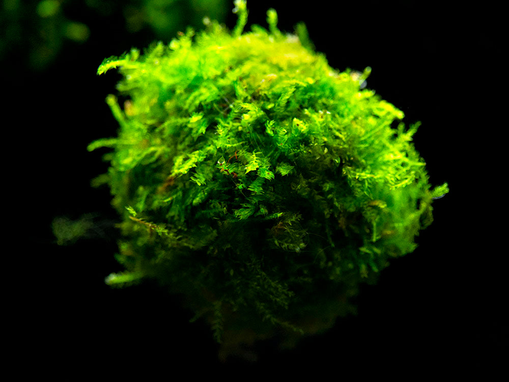 java moss floating