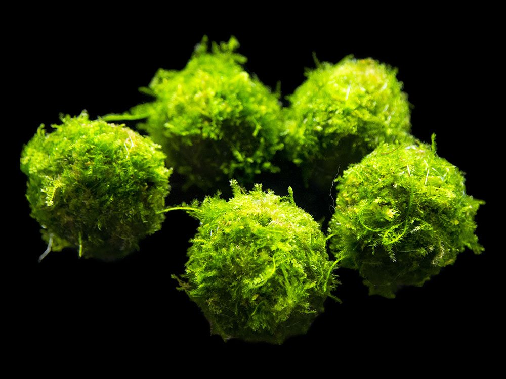 java moss floating