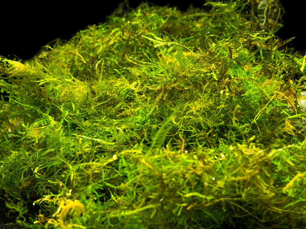 java moss plant