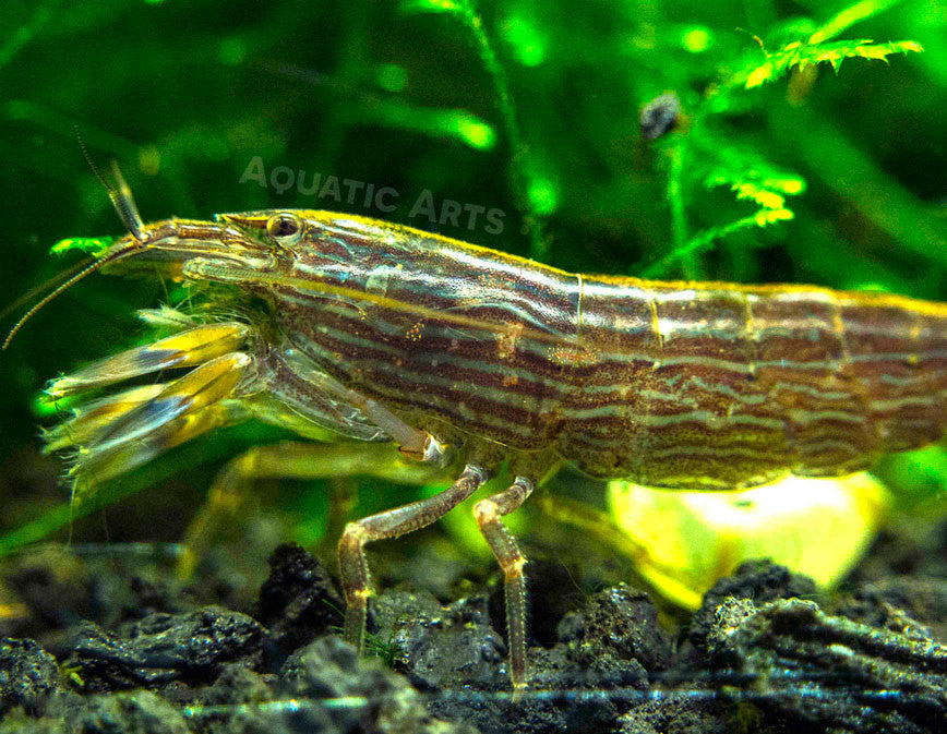 largest aquarium shrimp