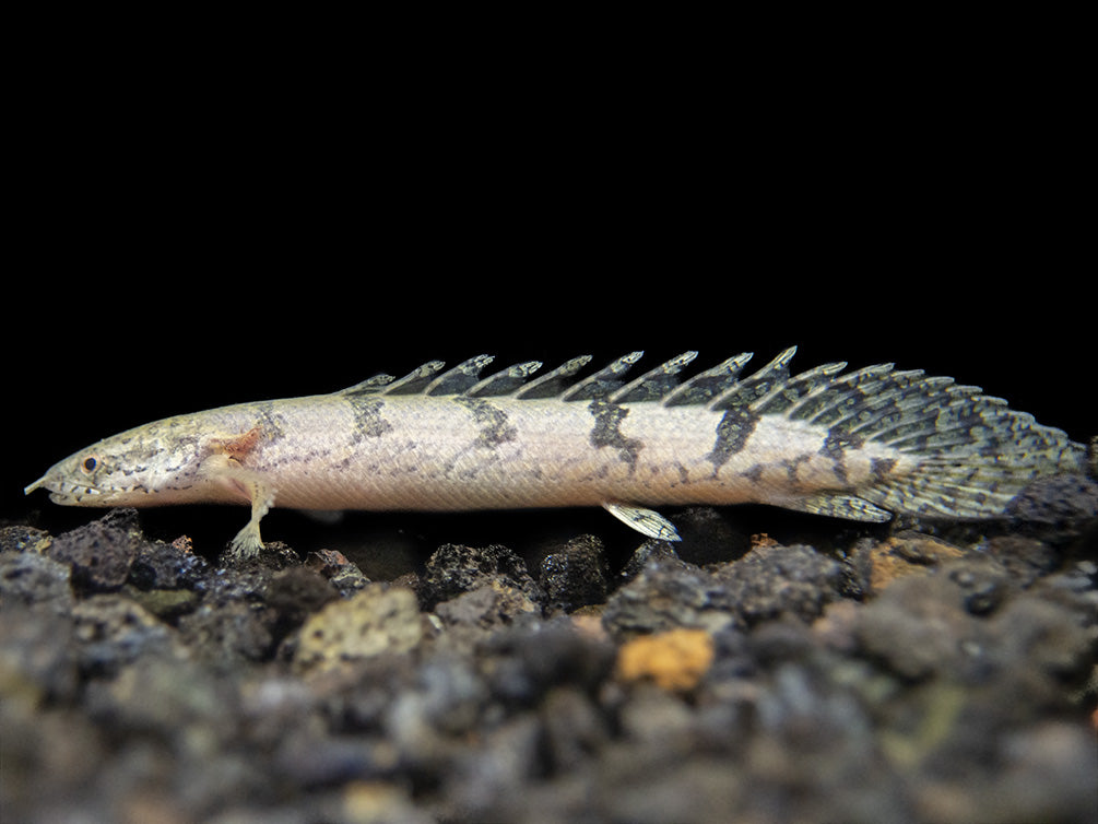 Delhezi Bichir