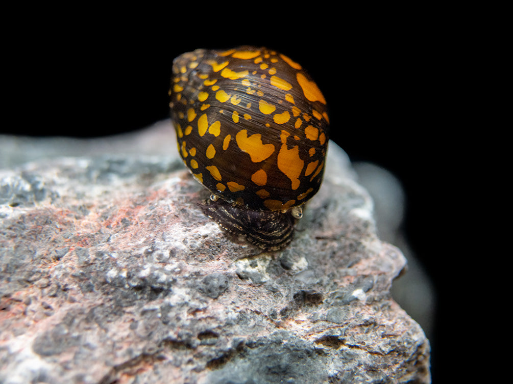 Batik Nerite Snail (Neritina variegata)