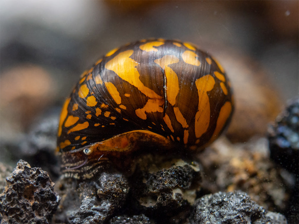 Batik Nerite Snail (Neritina variegata)