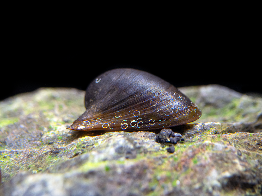 Batman Nerite Snail (Neritina auriculata) - Aquatic Arts on sale today ...