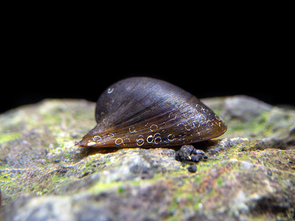 Batman Nerite Snail