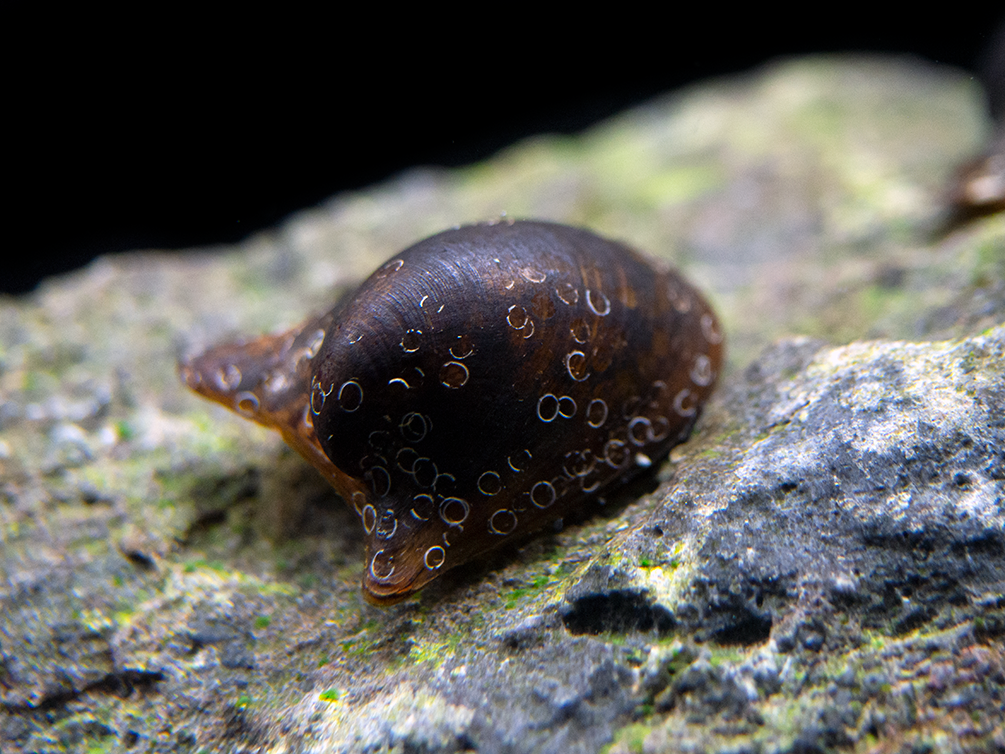 Batman Nerite Snail